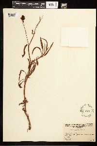 Rumex mexicanus image