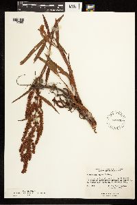 Rumex mexicanus image