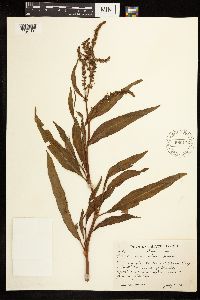 Rumex mexicanus image