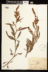 Rumex mexicanus image