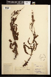 Rumex mexicanus image
