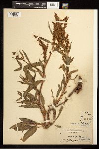 Rumex mexicanus image