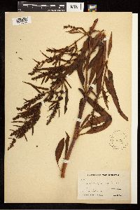 Rumex mexicanus image