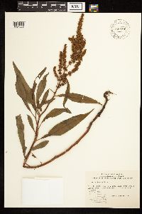 Rumex mexicanus image