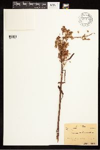 Rumex mexicanus image