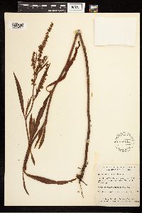 Rumex mexicanus image