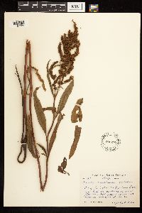Rumex mexicanus image