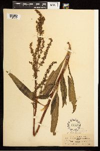 Rumex mexicanus image