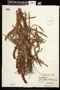 Rumex mexicanus image