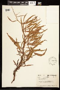 Rumex mexicanus image