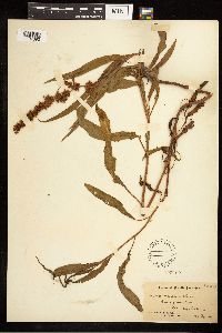 Rumex mexicanus image