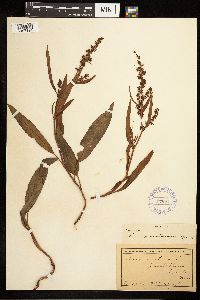 Rumex mexicanus image