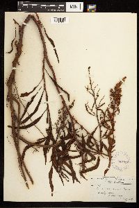 Rumex mexicanus image