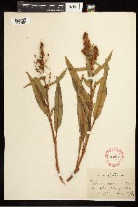 Rumex mexicanus image