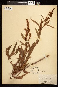 Rumex mexicanus image