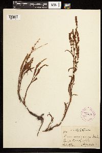 Rumex mexicanus image