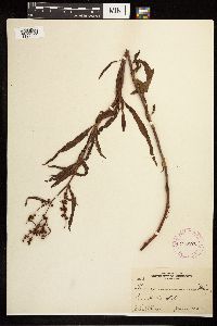 Rumex mexicanus image