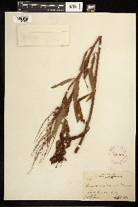 Rumex mexicanus image