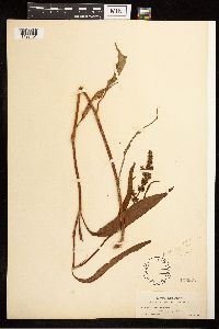 Rumex mexicanus image