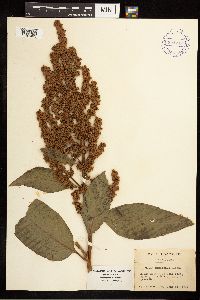 Rumex mexicanus image