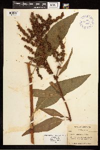 Rumex mexicanus image