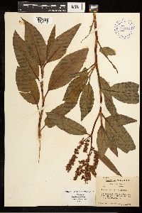 Rumex mexicanus image