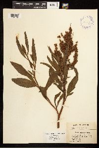 Rumex mexicanus image