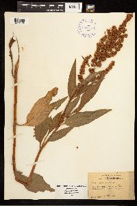 Rumex mexicanus image