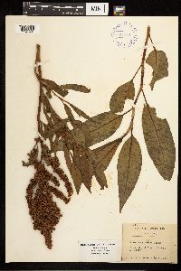 Rumex mexicanus image