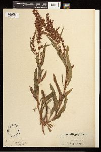 Rumex mexicanus image