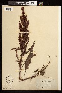 Rumex mexicanus image