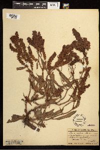 Rumex mexicanus image