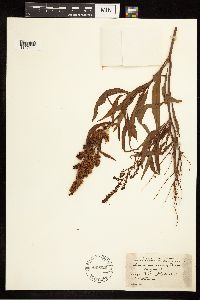 Rumex mexicanus image