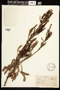 Rumex mexicanus image
