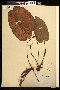 Rumex obtusifolius image