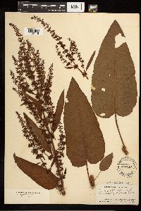 Rumex obtusifolius image
