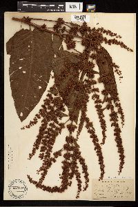 Rumex obtusifolius image
