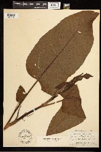 Rumex obtusifolius image