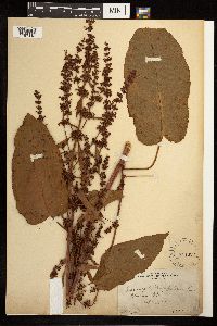 Rumex obtusifolius image