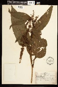 Rumex obtusifolius image