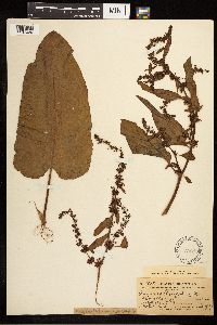 Rumex obtusifolius image