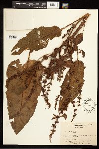 Rumex obtusifolius image