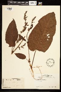 Rumex obtusifolius image