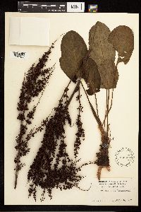 Rumex obtusifolius image