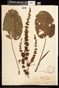 Rumex obtusifolius image