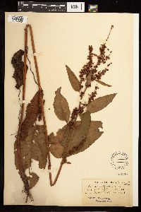 Rumex obtusifolius image