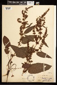 Rumex obtusifolius image