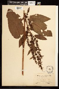 Rumex obtusifolius image