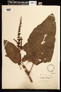 Rumex obtusifolius image