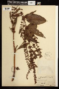Rumex obtusifolius image